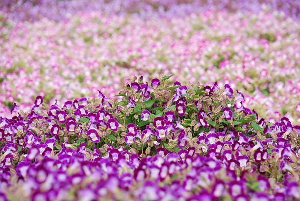 Non-GMO heirloom Torenia seeds from Wivolibe for vibrant shade color.