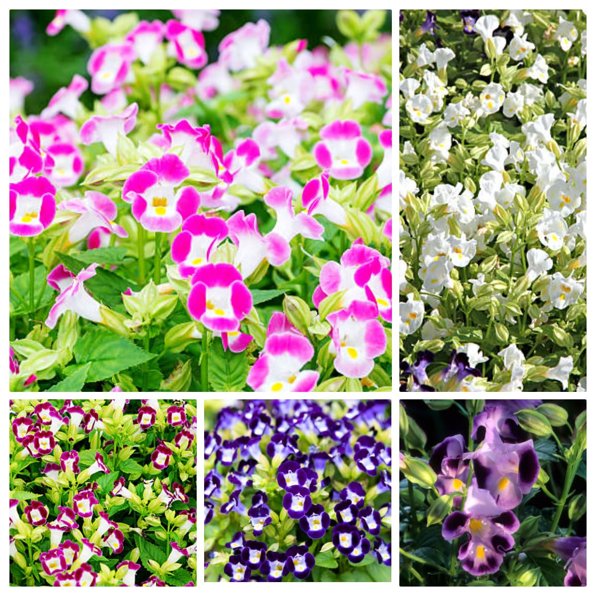 Simple seed-starting guide for Torenia in shade.