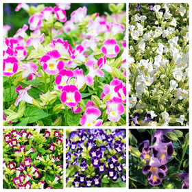 Simple seed-starting guide for Torenia in shade.