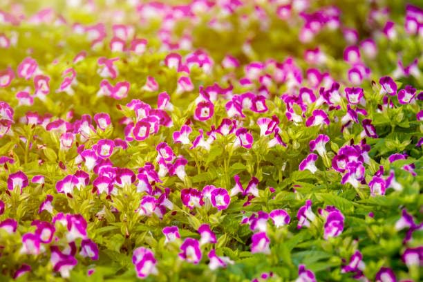 Mix includes trailing and mounding Torenia for varied setups.