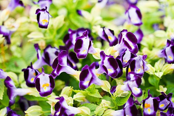 Velvety color blooms in each Torenia flower.