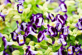 Velvety color blooms in each Torenia flower.