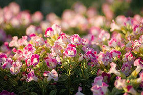 Wivolibe Torenia Wishbone Flower mix blooms brighten shade patios.