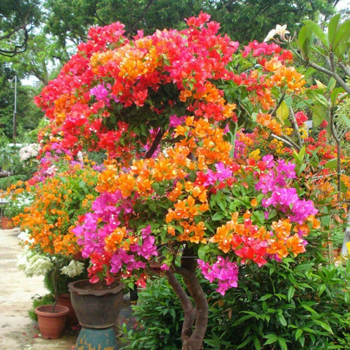 Tropical bougainvillea border plan with vibrant color accents.