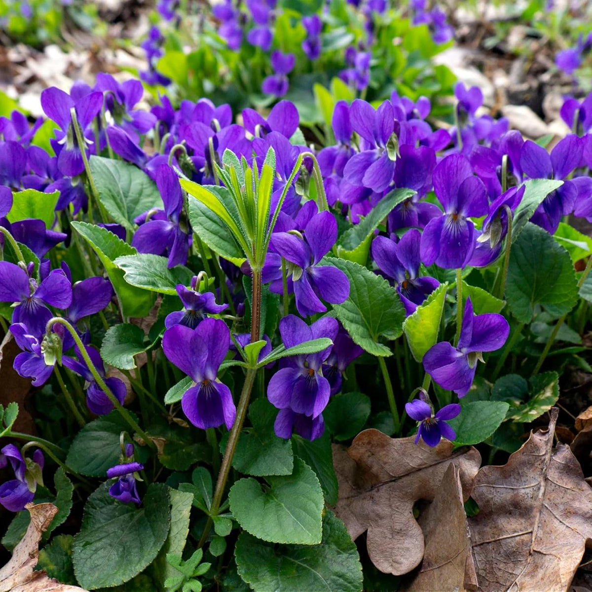 Wivolibe viola in a pot adds compact color to balconies