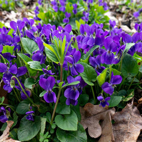 Wivolibe viola in a pot adds compact color to balconies