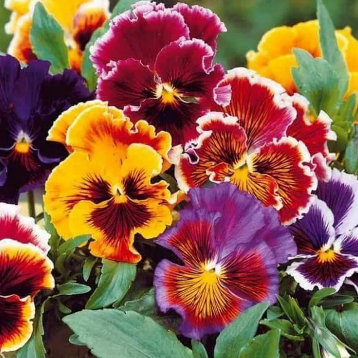 Wivolibe viola pansy blooms brighten beds and borders.