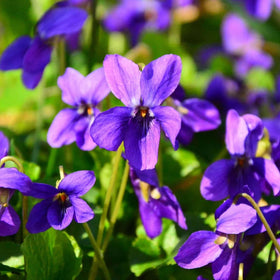 Wivolibe viola plants bloom to brighten outdoor spaces and attract pollinators