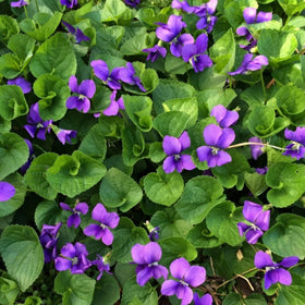 Wivolibe viola seeds germination for quick, vibrant garden color