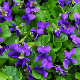 Wivolibe viola seeds pack for easy spring gardening and color