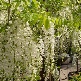 Wivolibe white jasmine blooms close-up showing delicate petals