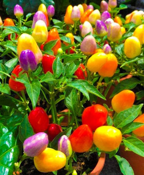 Wivolibe non-GMO heirloom seeds support reliable germination and heritage varieties.