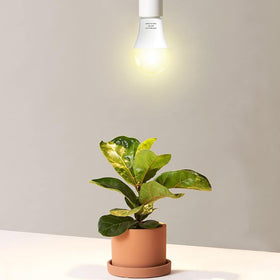 Wiyifada A19 grow light bulb with 100W replacement delivering bright, even coverage.