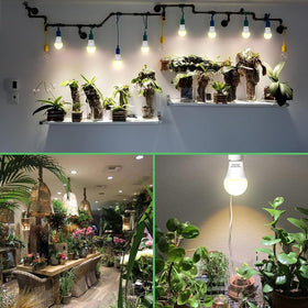 Wiyifada indoor herbs and flowers benefit from full spectrum lighting.