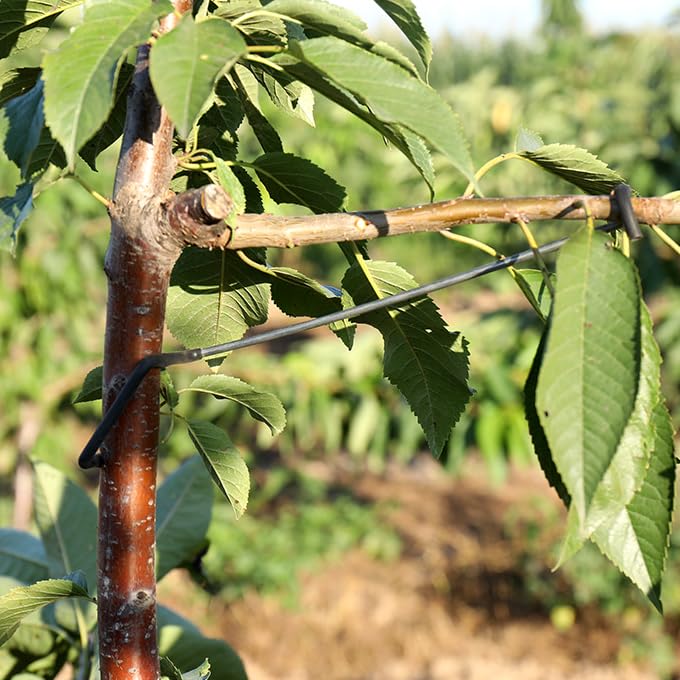 WLSANX branch-angle modeling enables controlled horizontal growth.