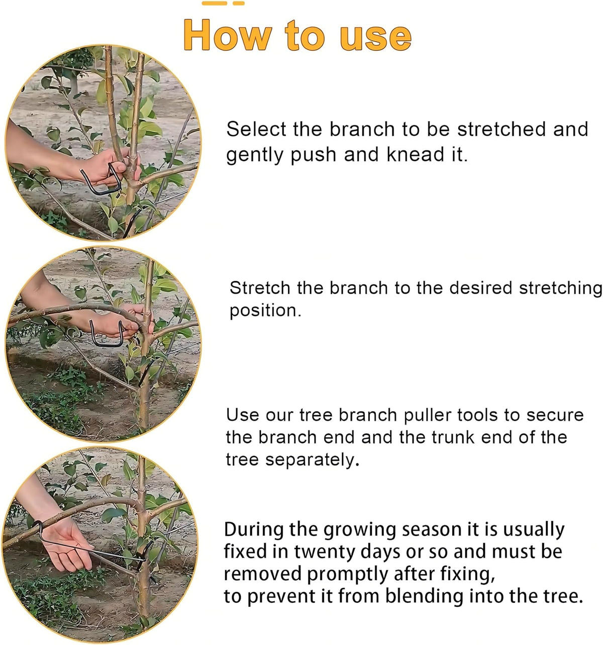 WLSANX fruit tree shaping angle setup for healthy growth