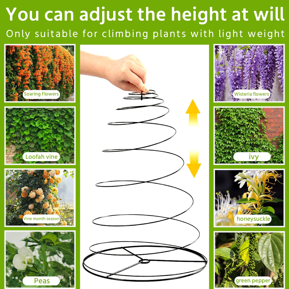 WNJ peas climbing with sturdy rings guiding growth and reducing tangling