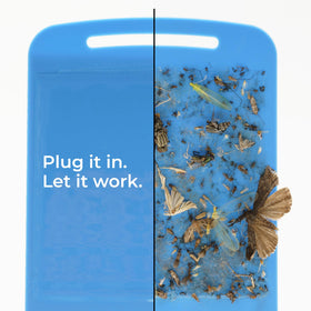 Wondercide trap in kitchen to reduce fruit flies