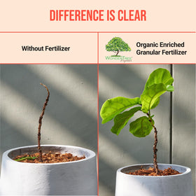 WonderTree Eden promotes healthier soil and crop potential in gardens