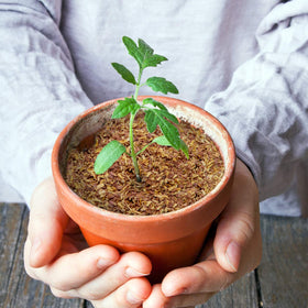 Wood Smith USA cedar chips help deter ants and insects around beds