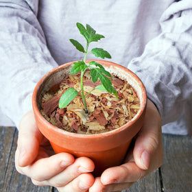 Wood Smith USA cedar shavings in pots promotes soil moisture and plant health.