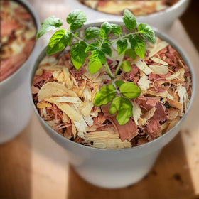 Wood Smith USA cedar shavings moisture absorption illustrated in garden and indoor setups.