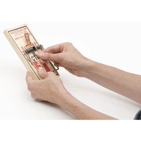 Trap set in a home pantry corner showing discreet, disposable operation