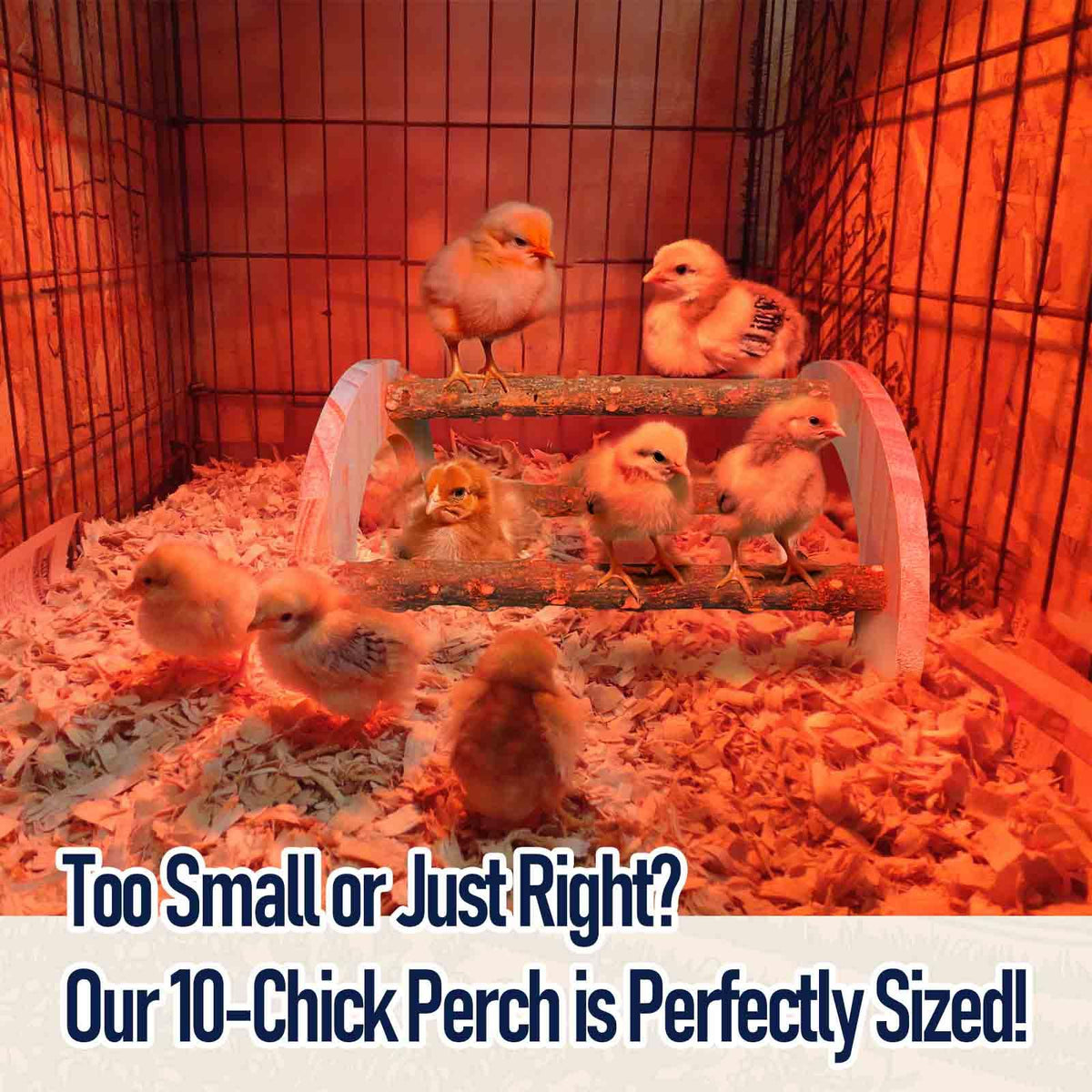 WORLEYX Chick Perch ready-to-use setup for small brooders and daily use.