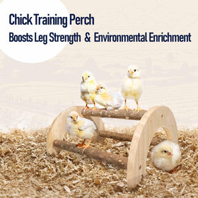 WORLEYX Chick Perch with safe spacing improves chick climbing and movement.