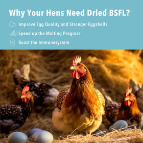 WormsFarm BSF larvae for wild birds supports natural foraging.