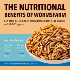 WormsFarm calcium-boost BSF larvae support calcium needs for hens during molting.