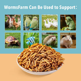 WormsFarm protein-rich BSF larvae image for versatile flock feeding.