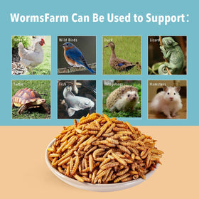 WormsFarm BSF larvae product with high protein may support moulting and activity.