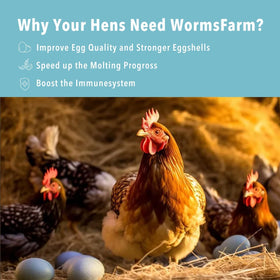 WormsFarm BSF larvae snack image ideal for chickens and wild birds.