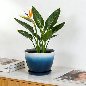 Worth Garden decorative flower pot design adds charm to living spaces.