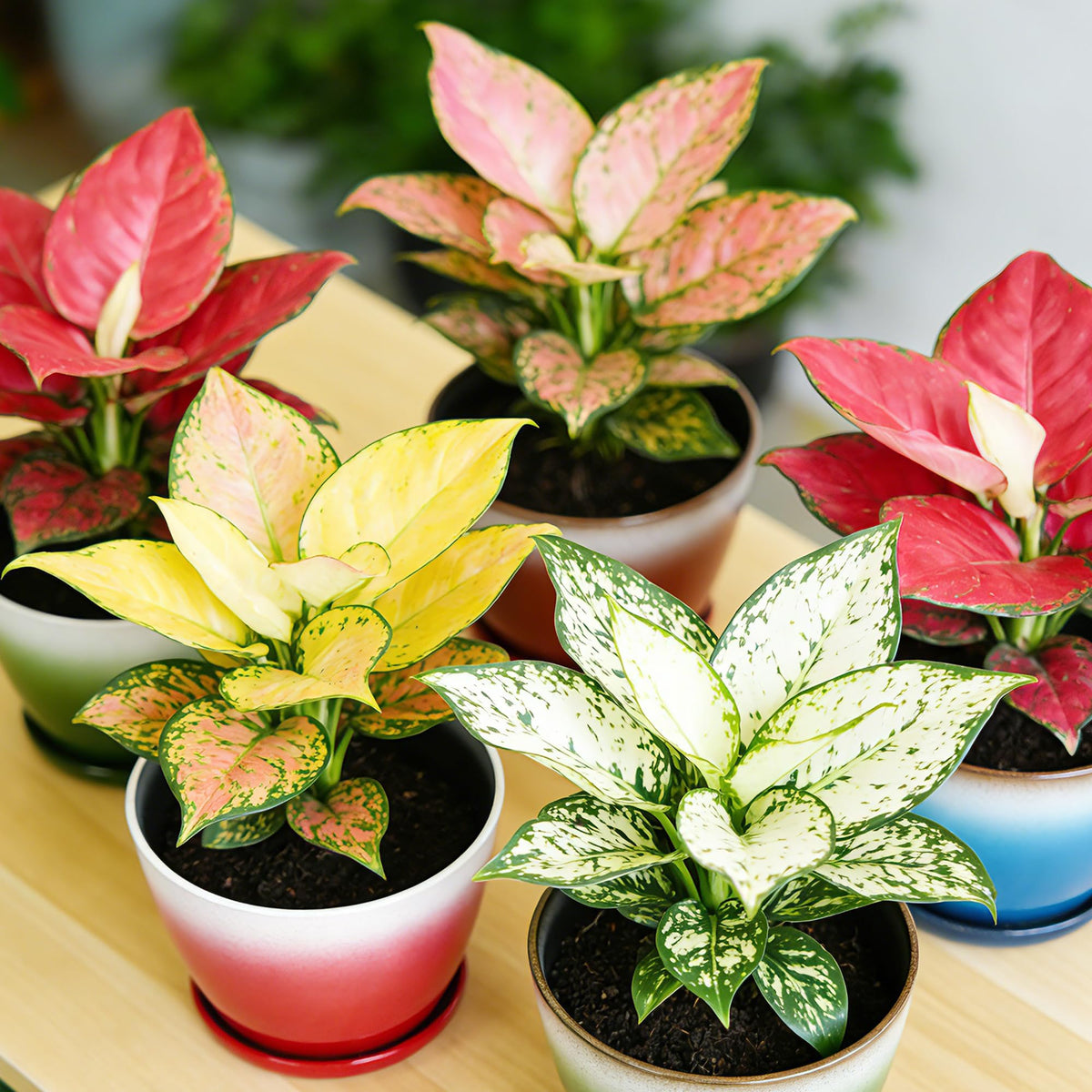 Worth Garden pack of six pots for efficient home gardening and styling.