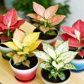 Worth Garden pack of six pots for efficient home gardening and styling.