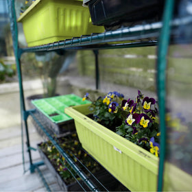Worth Garden ideal for wheatgrass growing indoors or on patios.