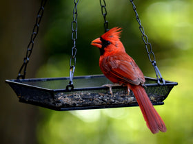 Woware Bird Feeder Tray easy-clean design makes refilling and maintenance simple.