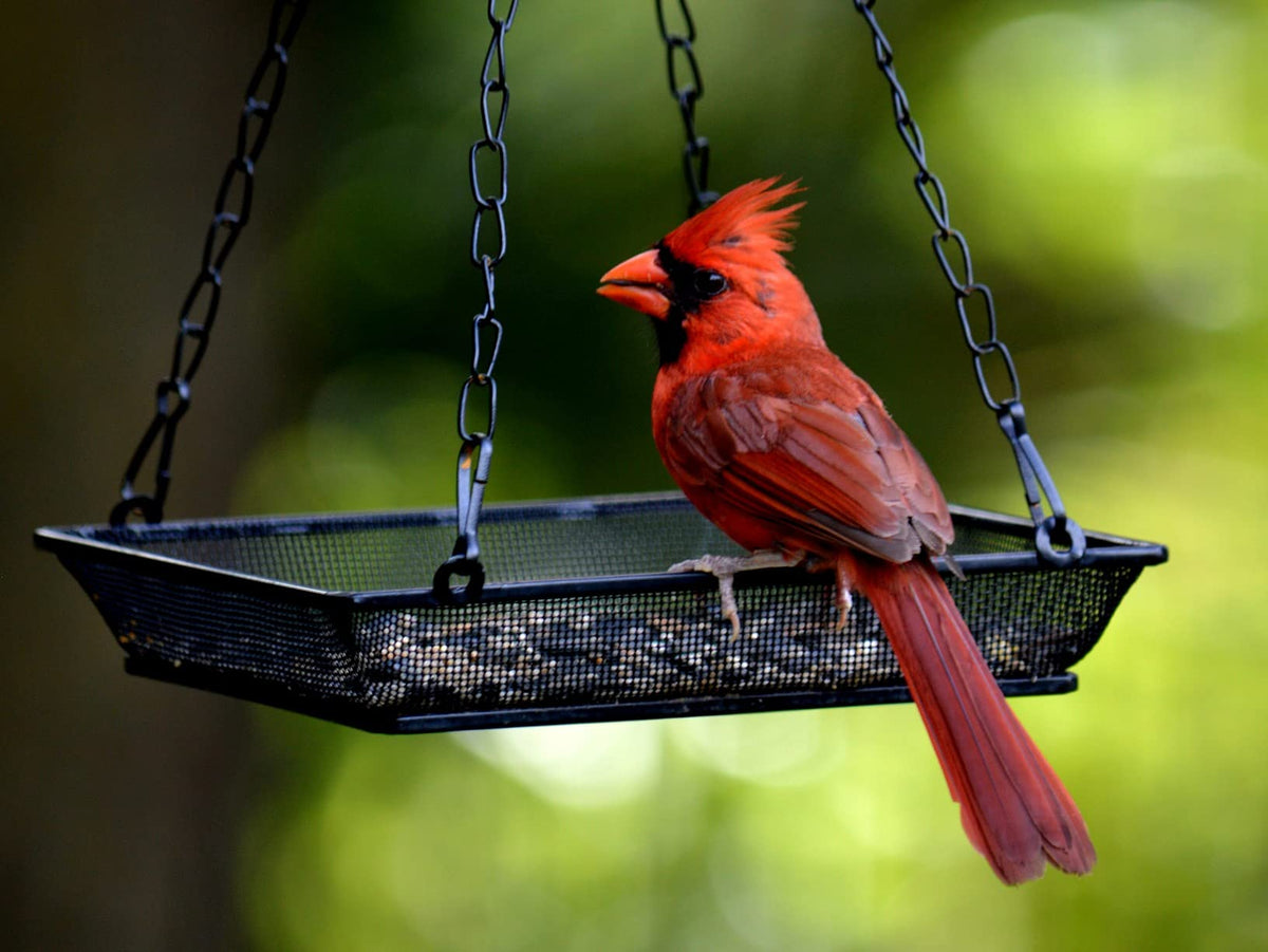 WOWARE rust-free material emphasizes long-lasting, weather-ready garden accessory