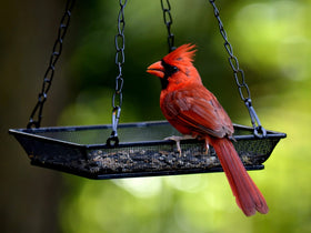 WOWARE rust-free material emphasizes long-lasting, weather-ready garden accessory