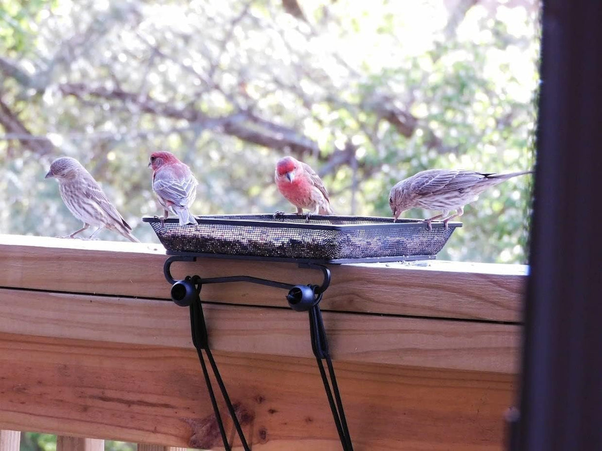 WOWARE 8x8 tray with seed compartment for larger feeding sessions.