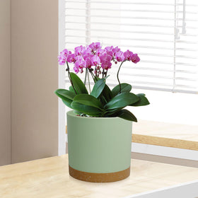 WSMKSZ color-block design enhances outdoor balcony displays.