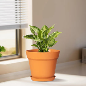 WSMKSZ pot with saucers keeps surfaces clean and dry.