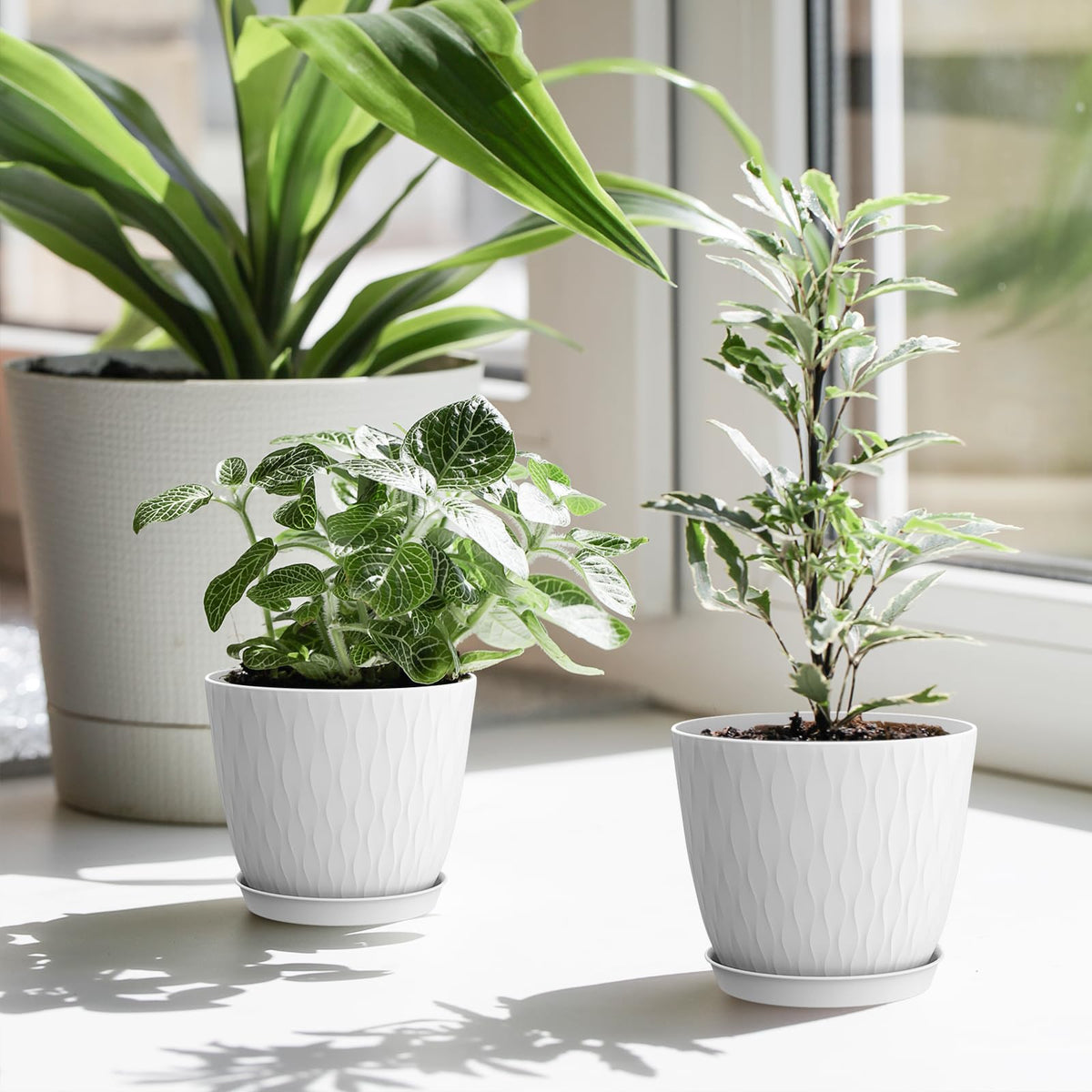 WSMKSZ nursery pot pack ideal for starting seedlings and baby plants.