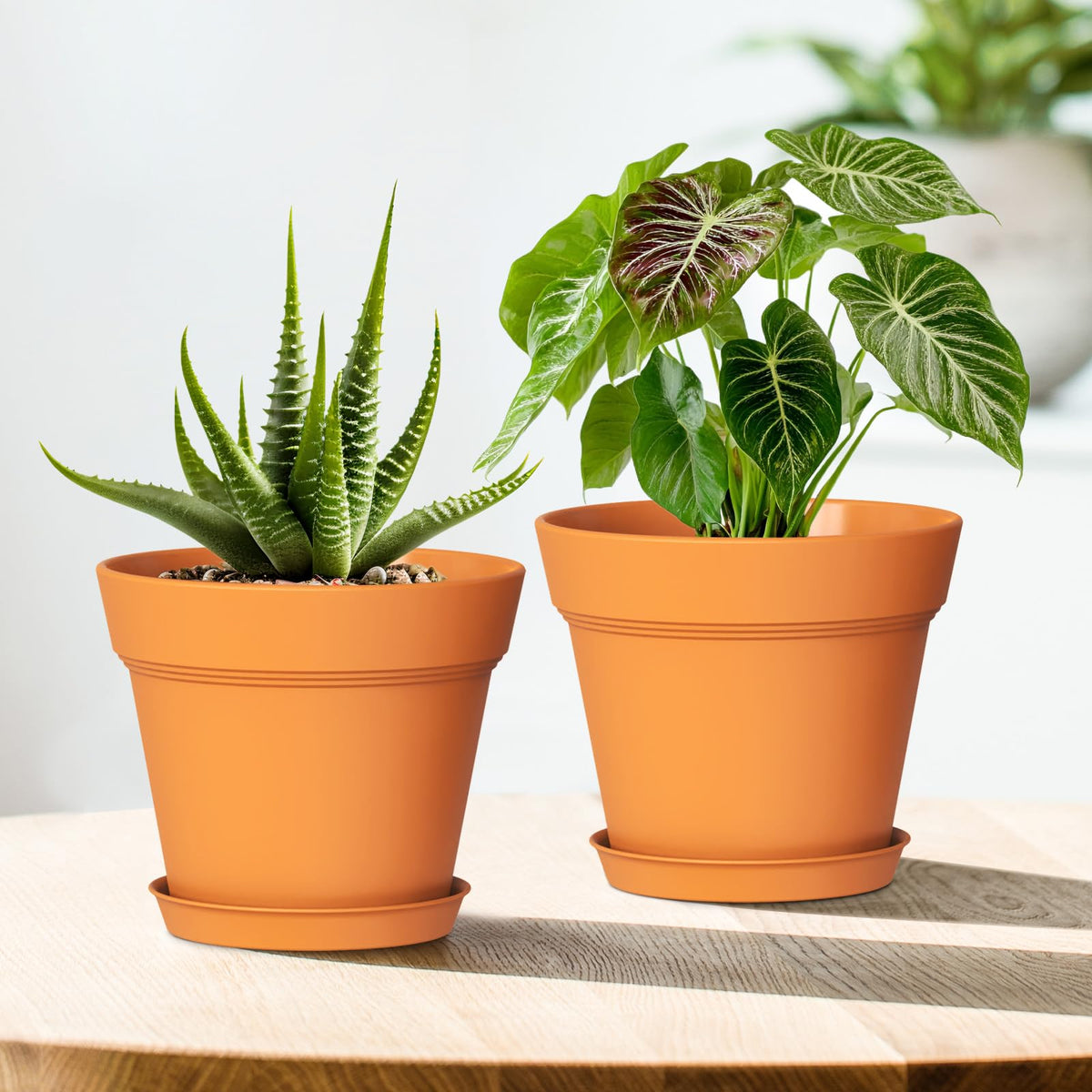 WSMKSZ lightweight yet durable pots simplify long-term plant care.