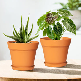 WSMKSZ lightweight yet durable pots simplify long-term plant care.