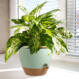 WSMKSZ lightweight durable plastic pot for flexible indoor outdoor use