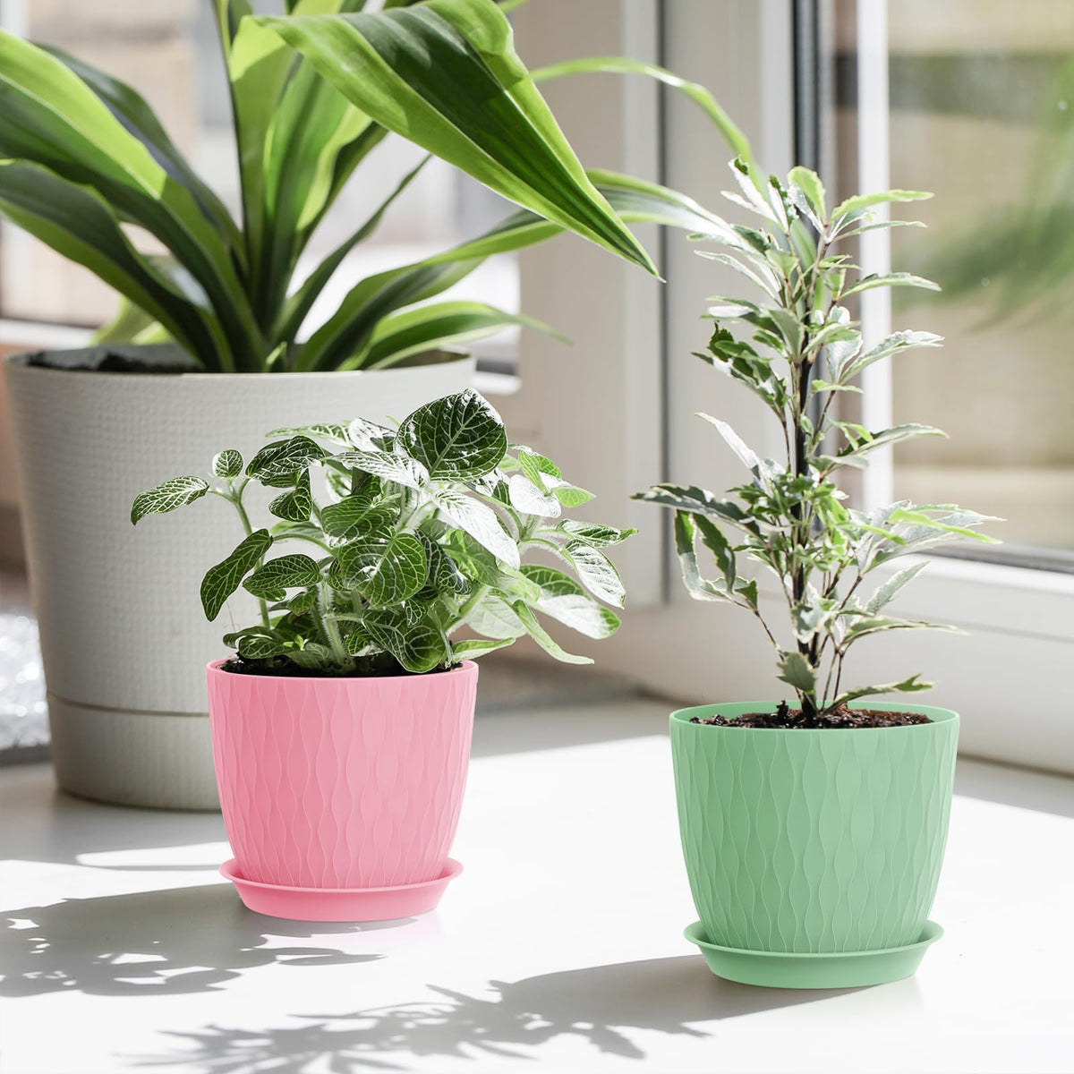WSMKSZ multicolor display set inspires creative plant arrangements in any room.