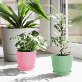 WSMKSZ multicolor display set inspires creative plant arrangements in any room.